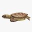 Gree Sea Turtle