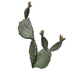 Prickly Pear Cactus Plant - 04 - 3D model