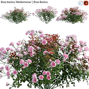 Rosa bonica Meidomonac - Rose flower 01 3D model