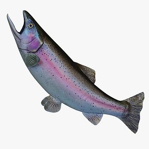 FG Rainbow Trout