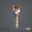 PAQUETE completo de anatomía masculina 3DS MAX RIGGED