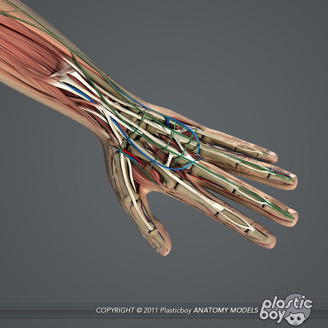 max rigged complete male anatomy https://p.turbosquid.com/ts-thumb/eo/YBYrs0/9Asovi3D/anatomy_complete_07/jpg/1455991122/1920x1080/fit_q87/ec4dde656538b27bf98b58fef5d1564951ed0f8b/anatomy_complete_07.jpg