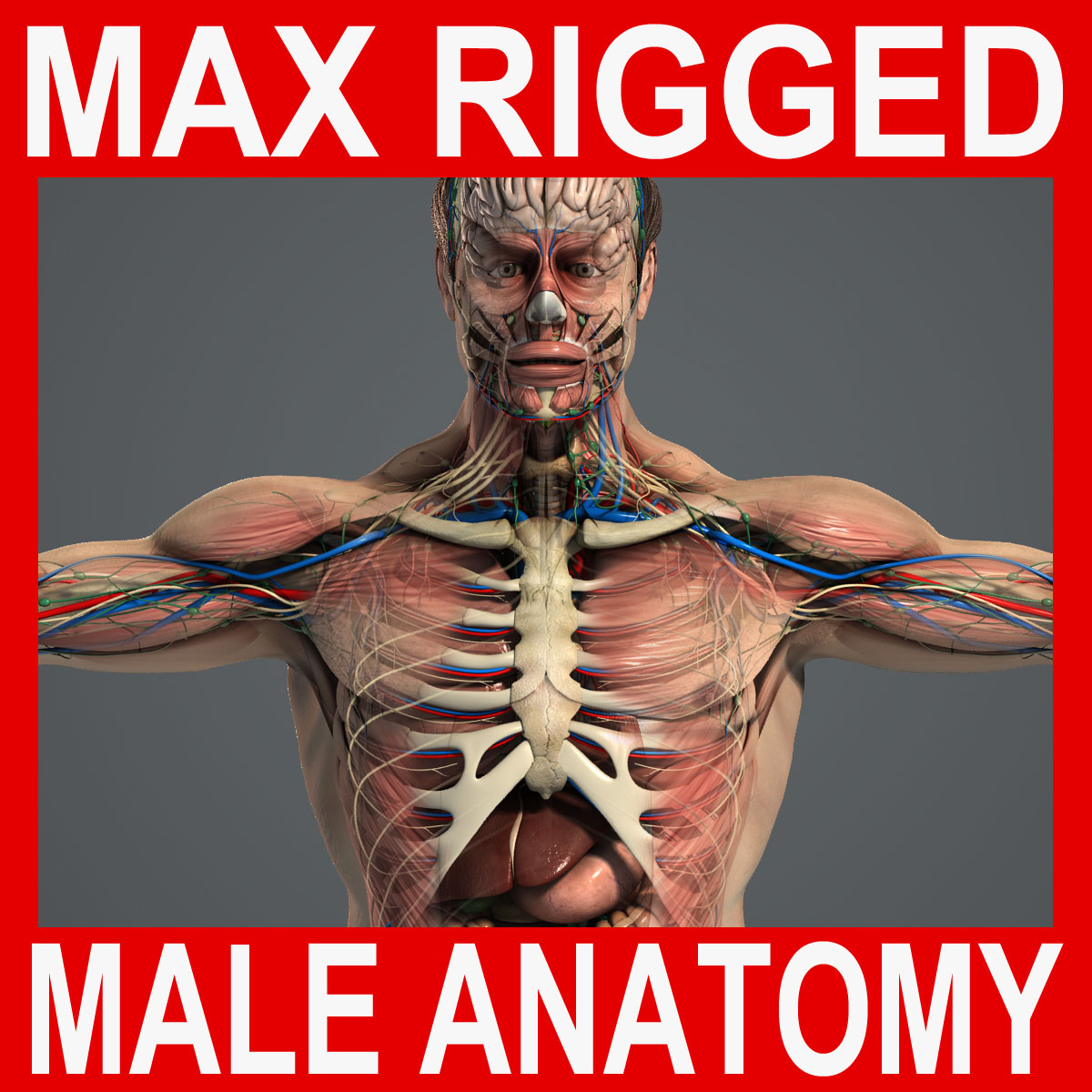 max rigged complete male anatomy