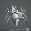 PAQUETE completo de anatomía masculina 3DS MAX RIGGED
