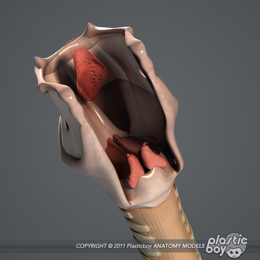 max rigged complete male anatomy https://p.turbosquid.com/ts-thumb/eo/YBYrs0/msIOHKsJ/larynx_07/jpg/1455991122/1920x1080/fit_q87/80ff1f86fa5f2263668585fc65b1243e5a60ea2d/larynx_07.jpg