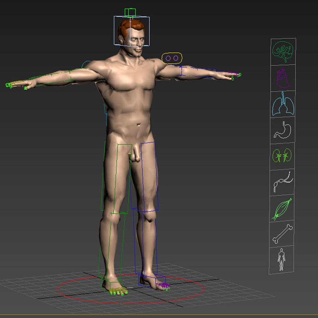 max rigged complete male anatomy https://p.turbosquid.com/ts-thumb/eo/YBYrs0/zbk8t6cI/maxriggedmalerig02/jpg/1455991347/1920x1080/fit_q87/a8b3ff5154715d8fefd4fe35f9e74dda135c3478/maxriggedmalerig02.jpg