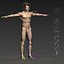 max rigged complete male anatomy