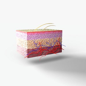 3D Skin section model