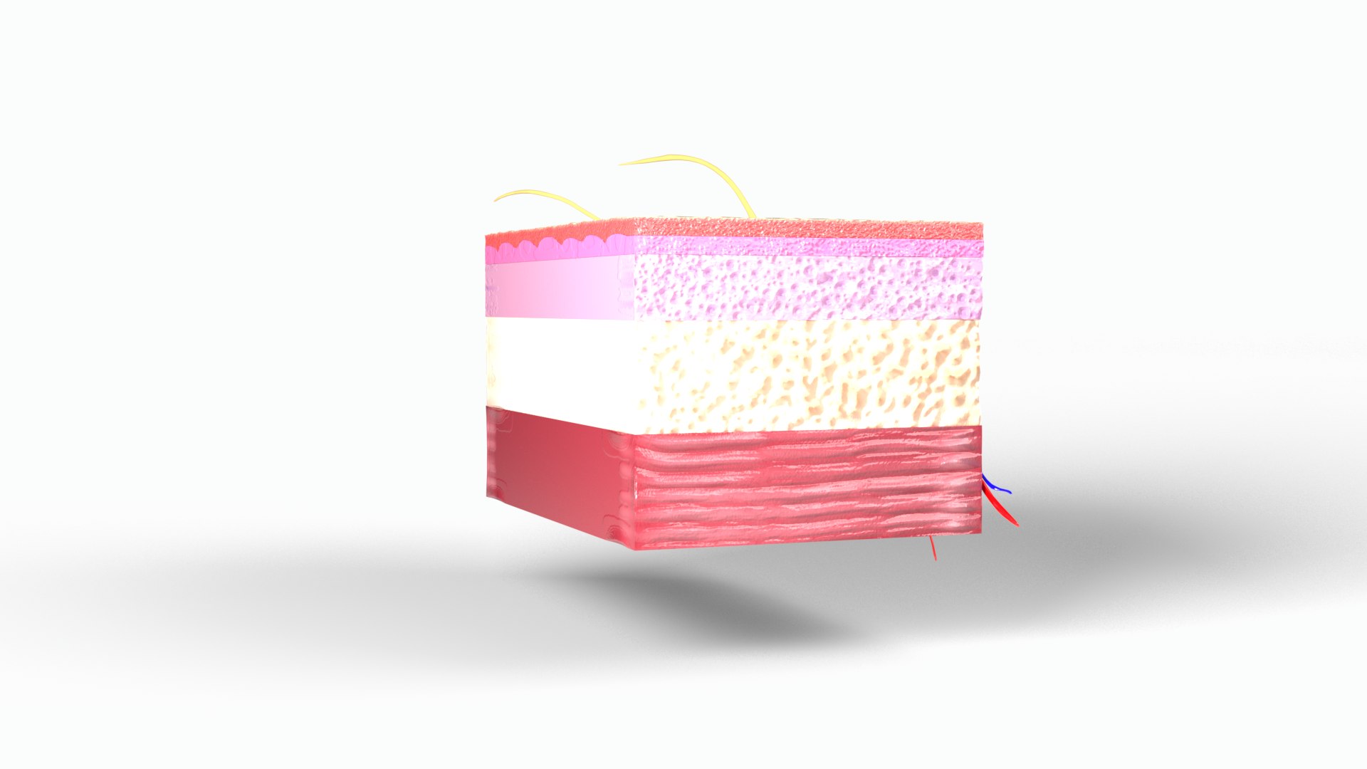3D Skin section model https://p.turbosquid.com/ts-thumb/eo/ZI7Gm5/On/skinview0003/png/1747760068/1920x1080/fit_q87/ad80ac490e37d9d3c38aedc41087bc9aa0956040/skinview0003.jpg