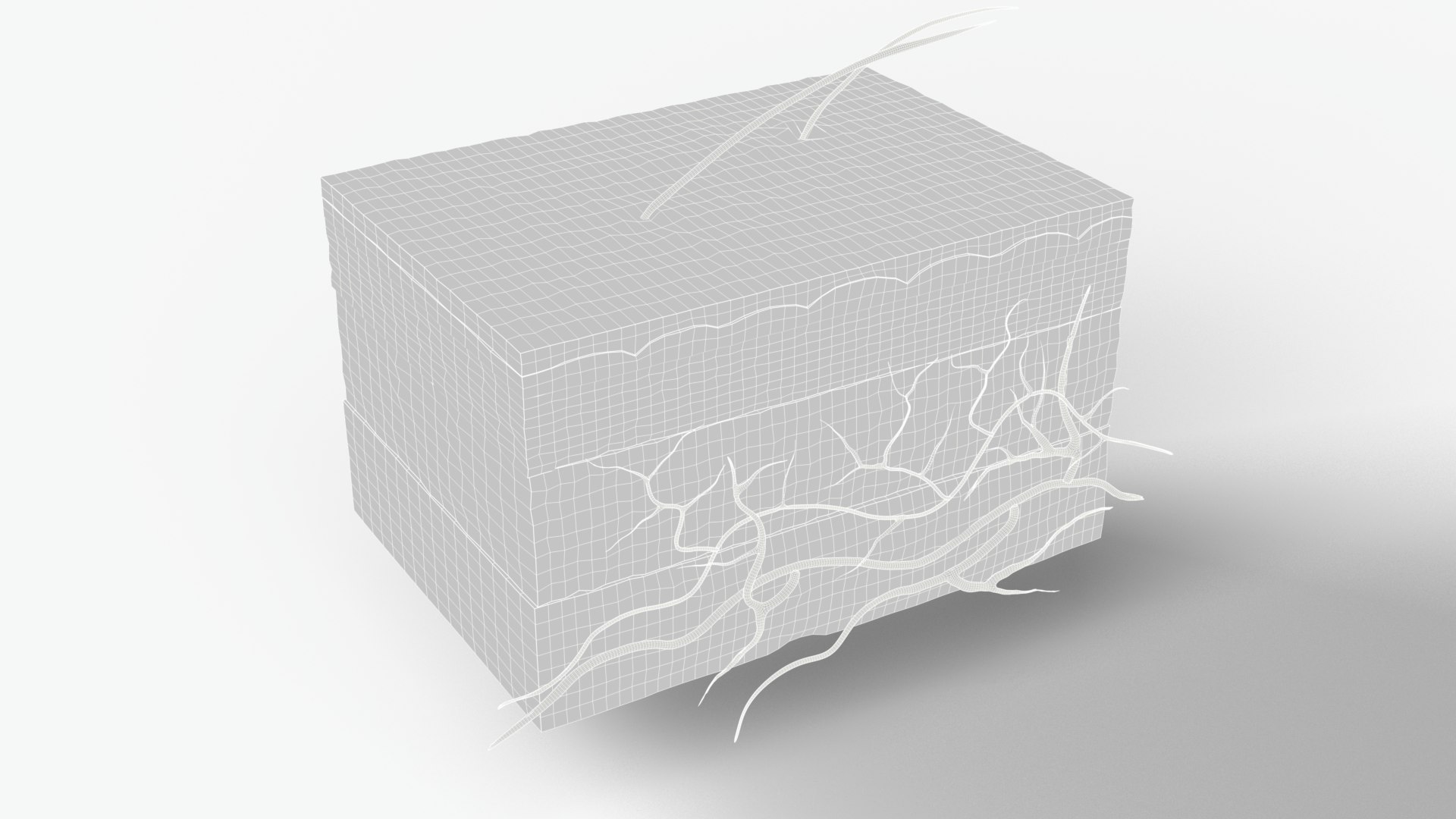 3D Skin section model https://p.turbosquid.com/ts-thumb/eo/ZI7Gm5/Un/skinvieww/png/1747760063/1920x1080/fit_q87/a5405c13675174b57317bf59ca82708c56b5829e/skinvieww.jpg