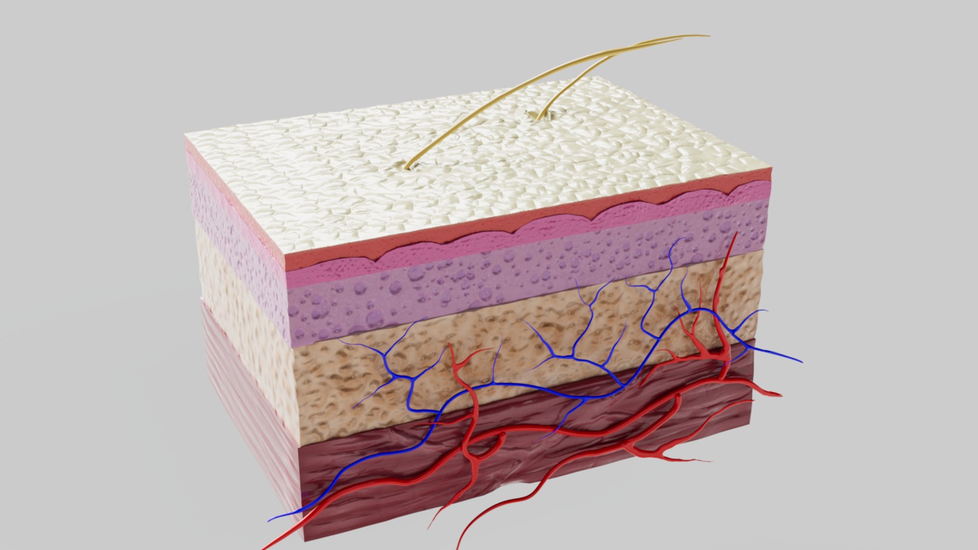 3D Skin section model https://p.turbosquid.com/ts-thumb/eo/ZI7Gm5/dy/skinviewh2/png/1747760068/1920x1080/fit_q87/f8d77f06a00b8c496c2ddefd5567bb434b25f328/skinviewh2.jpg