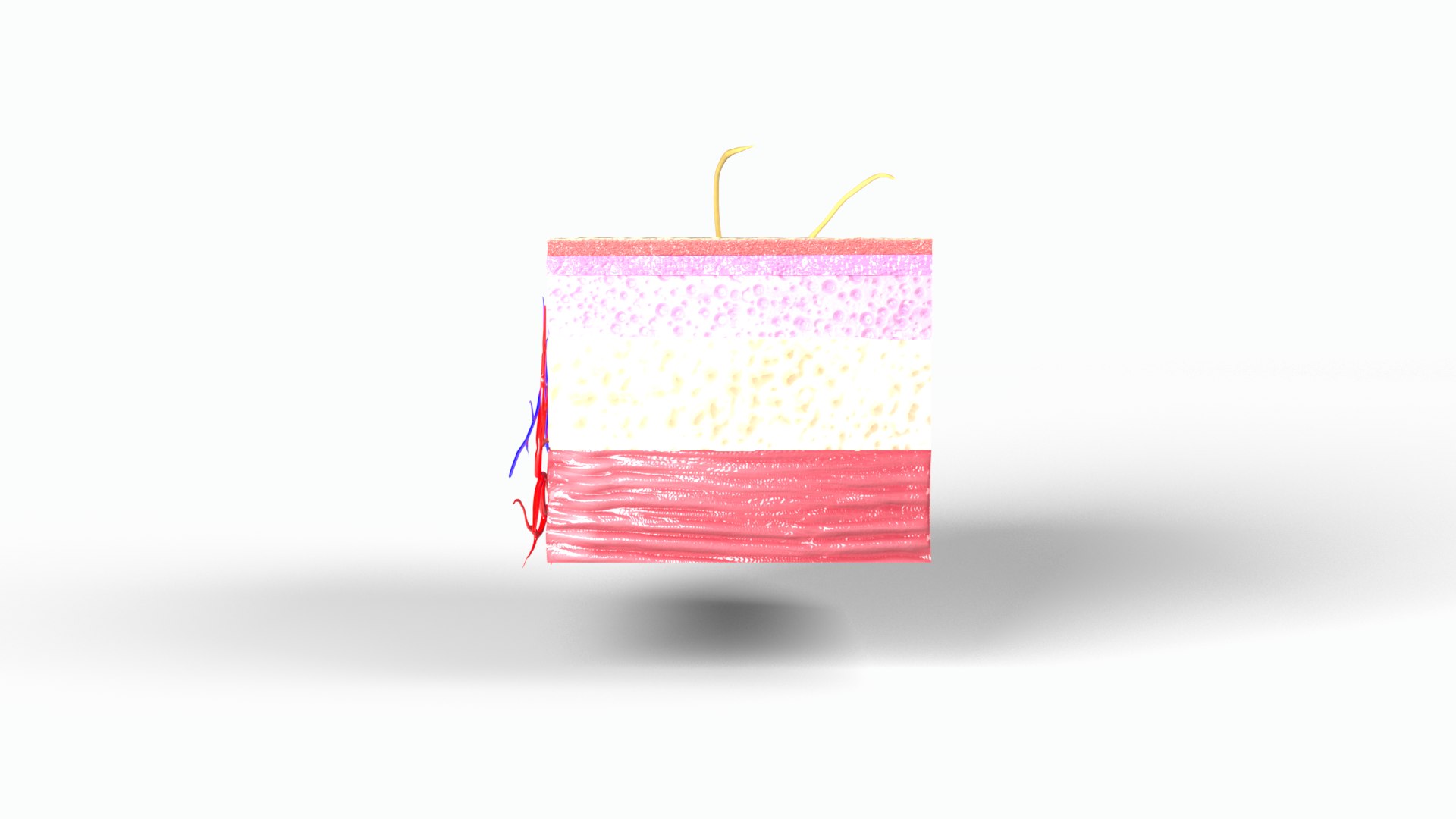 3D Skin section model https://p.turbosquid.com/ts-thumb/eo/ZI7Gm5/ed/skinview0004/png/1747760066/1920x1080/fit_q87/412759715c1528f61ec8342cfeace49b1033757a/skinview0004.jpg
