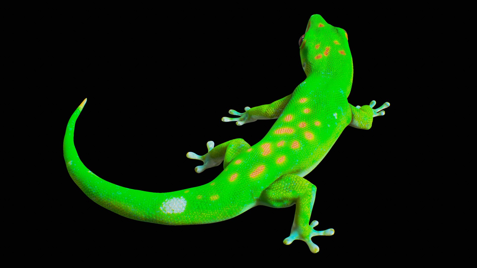 3D Phelsuma - Madagascar Day Gecko Rigged PBR https://p.turbosquid.com/ts-thumb/eo/cjIg6m/8g/r_viewport_004/png/1684153035/1920x1080/fit_q87/81ea91b5b1078e8c2ad9e74075c8394443501d6e/r_viewport_004.jpg