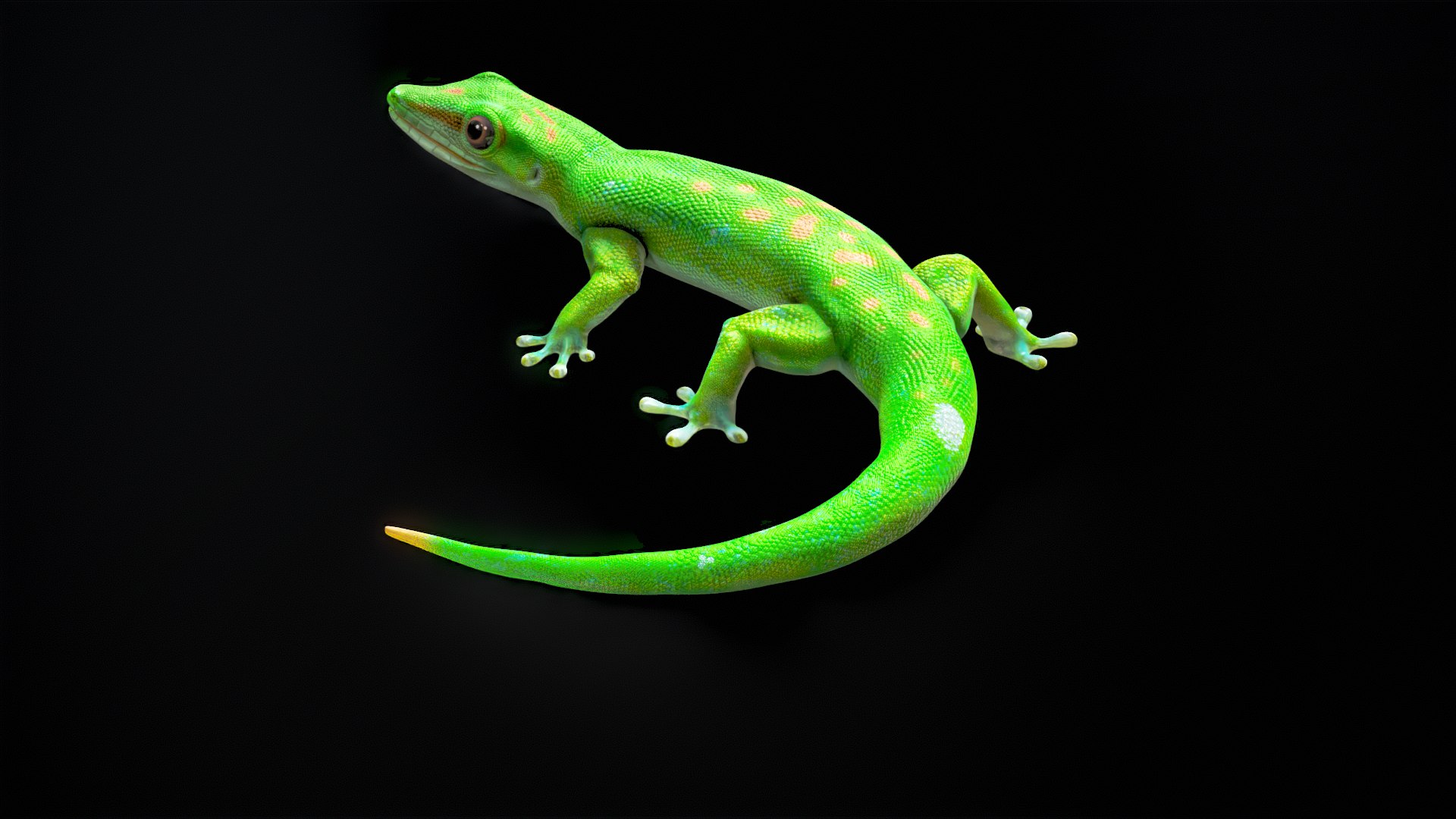 3D Phelsuma - Madagascar Day Gecko Rigged PBR https://p.turbosquid.com/ts-thumb/eo/cjIg6m/CP/turnr_00016/png/1684153090/1920x1080/fit_q87/38763e11710fd1a7165436640e975e25f2f2d381/turnr_00016.jpg