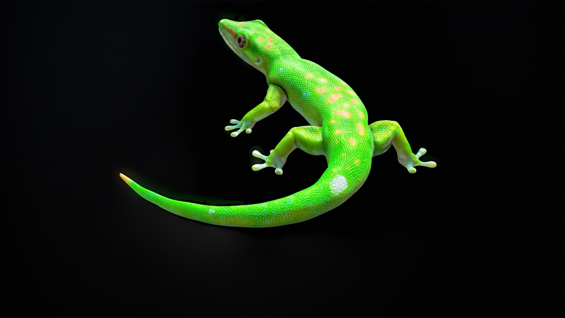 3D Phelsuma - Madagascar Day Gecko Rigged PBR https://p.turbosquid.com/ts-thumb/eo/cjIg6m/Cj/turnr_00014/png/1684153086/1920x1080/fit_q87/f8d3aa0f29bff2b05d06254201752bc975b64436/turnr_00014.jpg