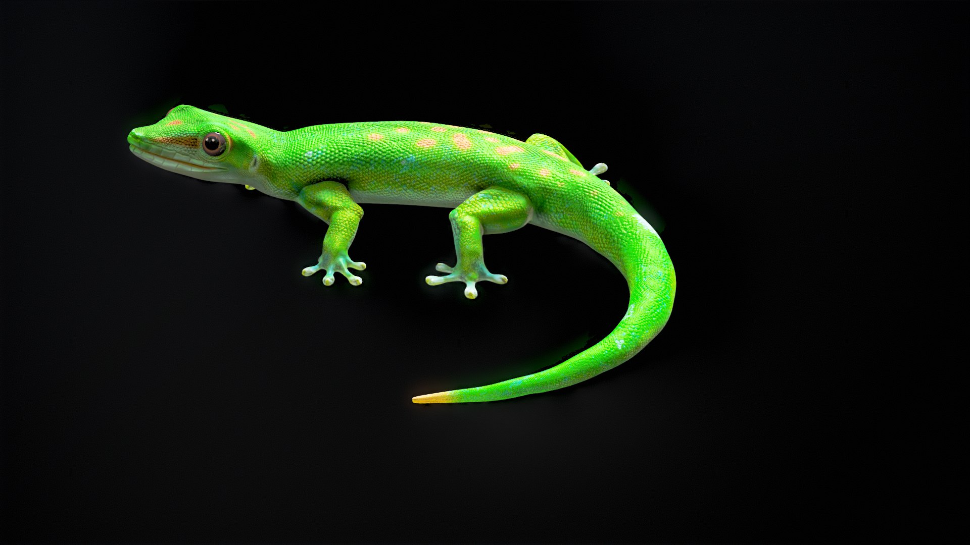 3D Phelsuma - Madagascar Day Gecko Rigged PBR https://p.turbosquid.com/ts-thumb/eo/cjIg6m/JC/turnr_00019/png/1684153092/1920x1080/fit_q87/59388510f1cffa8bfc8de67c54b8fe83f6c70f97/turnr_00019.jpg