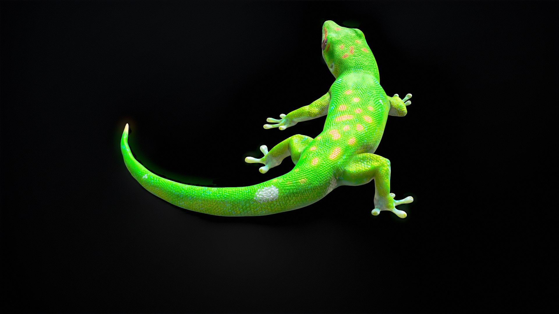 3D Phelsuma - Madagascar Day Gecko Rigged PBR https://p.turbosquid.com/ts-thumb/eo/cjIg6m/O3/turnr_00011/png/1684153085/1920x1080/fit_q87/194e42eb0a7e13147ed176b6f56c83dbeb78256d/turnr_00011.jpg