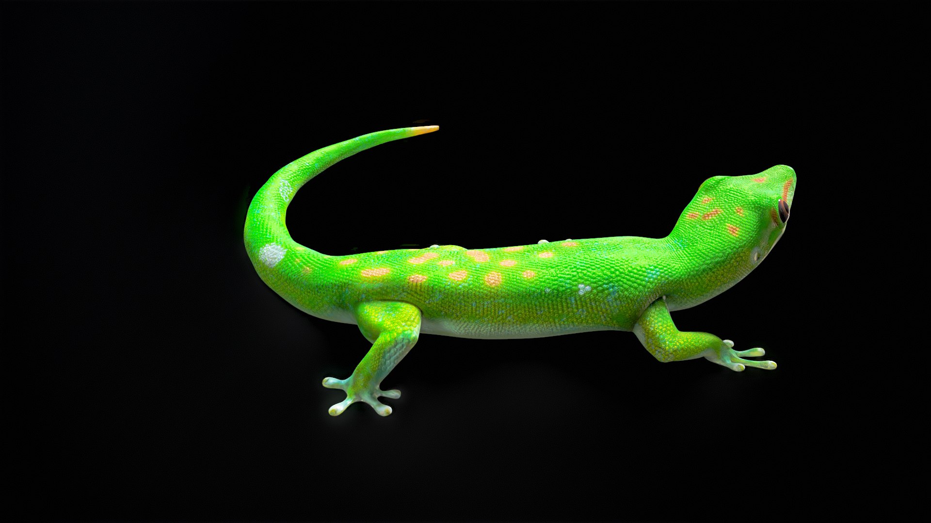 3D Phelsuma - Madagascar Day Gecko Rigged PBR https://p.turbosquid.com/ts-thumb/eo/cjIg6m/Ok/turnr_00005/png/1684153081/1920x1080/fit_q87/868243e597bfc81423caee829fb071d2c293cace/turnr_00005.jpg