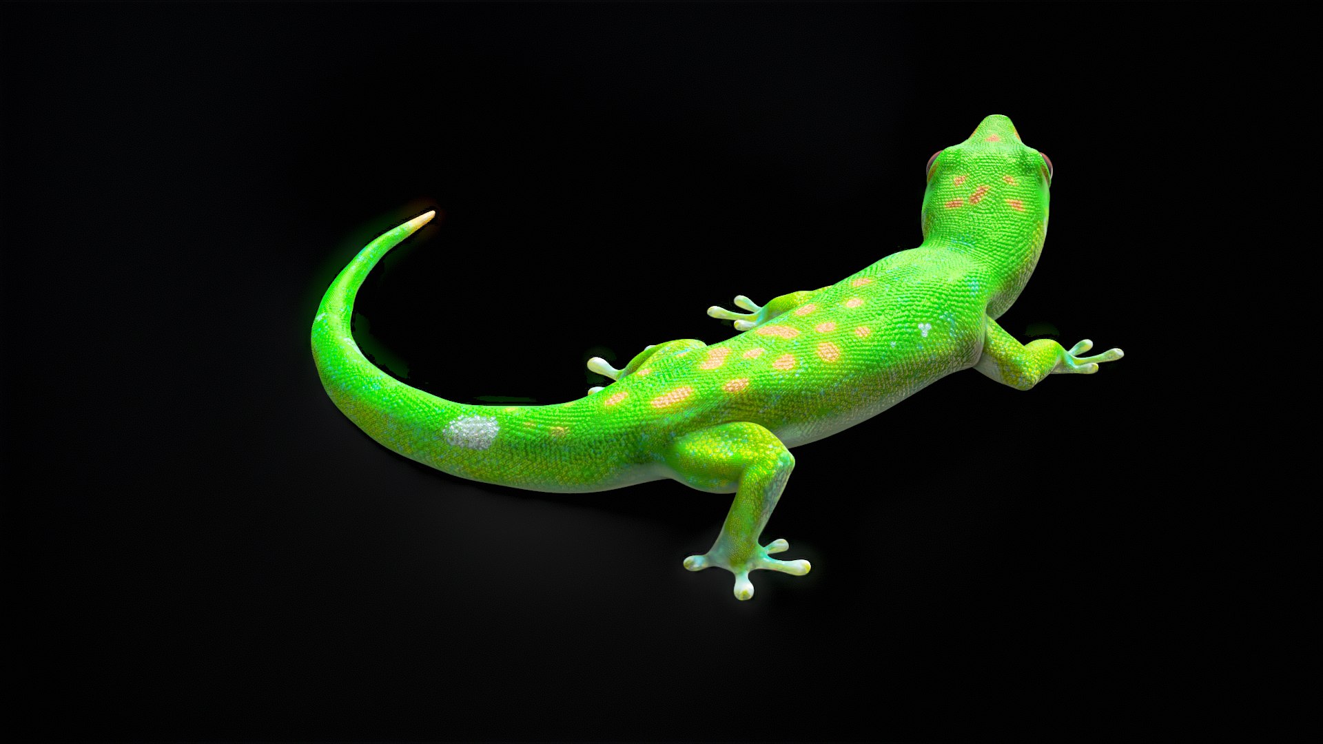 3D Phelsuma - Madagascar Day Gecko Rigged PBR https://p.turbosquid.com/ts-thumb/eo/cjIg6m/V0/turnr_00008/png/1684153085/1920x1080/fit_q87/769afff866195ef40ca32ca3ab46ee8d13a8216f/turnr_00008.jpg