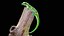Phelsuma - Gecko diurno de Madagascar PBR aparejado