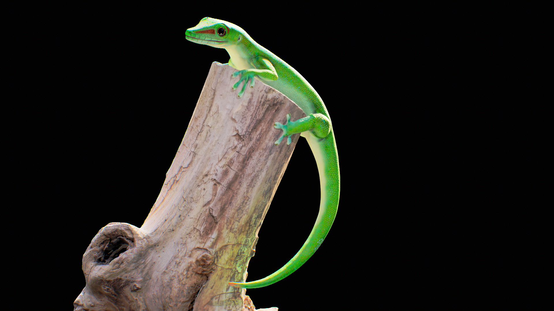 3D Phelsuma - Madagascar Day Gecko Rigged PBR https://p.turbosquid.com/ts-thumb/eo/cjIg6m/Vb/00/png/1684221950/1920x1080/turn_fit_q99/25990b588589be2b4f64189c775c98ba0d95a0b7/00-1.jpg