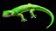 Phelsuma - Gecko diurno de Madagascar PBR aparejado