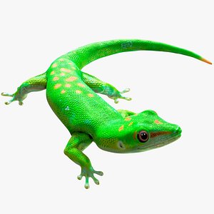 Phelsuma - Madagascar Day Gecko Rigged PBR