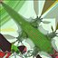 Phelsuma - Gecko diurno de Madagascar PBR aparejado