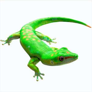 Phelsuma - Madagascar Day Gecko Rigged PBR