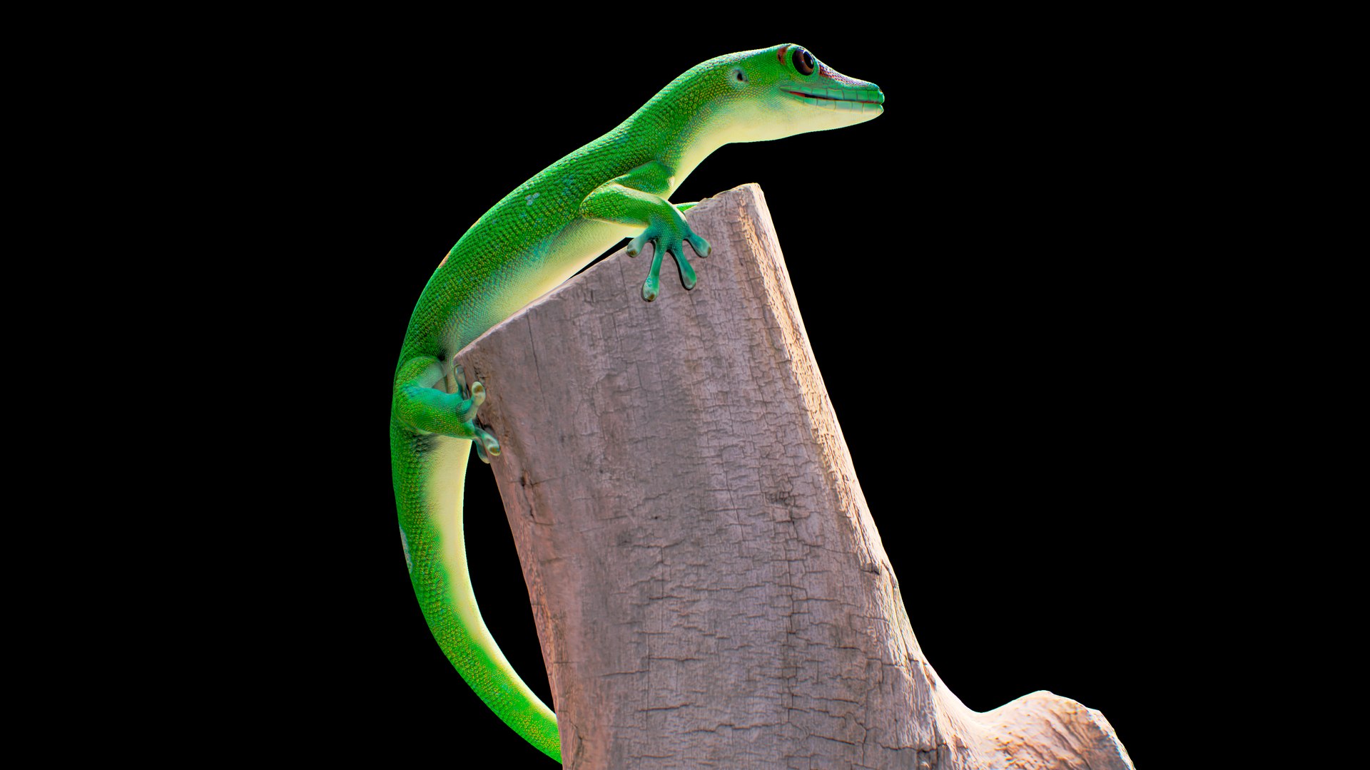3D Phelsuma - Madagascar Day Gecko Rigged PBR https://p.turbosquid.com/ts-thumb/eo/cjIg6m/vK/tree_c3/png/1684221452/1920x1080/fit_q87/b51d7c5e6fb0ce2c07c6685fcab48b8cfa27f2ea/tree_c3.jpg