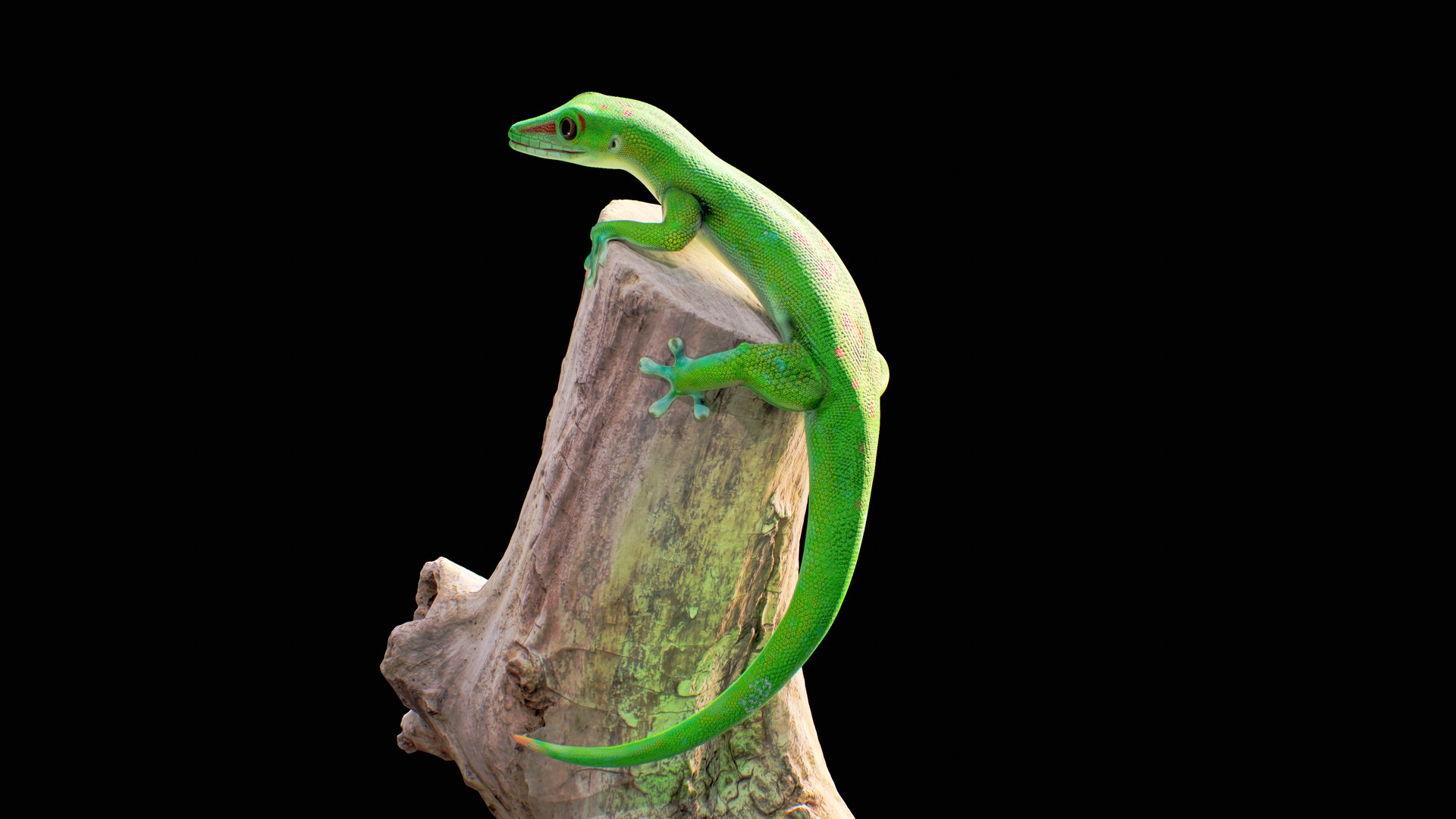 3D Phelsuma - Madagascar Day Gecko Rigged PBR https://p.turbosquid.com/ts-thumb/eo/cjIg6m/wO/tree_c2/png/1684221452/1920x1080/fit_q87/0a608a80118d73ff4e1de7a6ec8395542f075f51/tree_c2.jpg