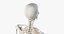 Elder Male Skin, Skeleton And Lymphatic System Rigged