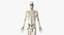 Elder Male Skin, Skeleton And Lymphatic System Rigged