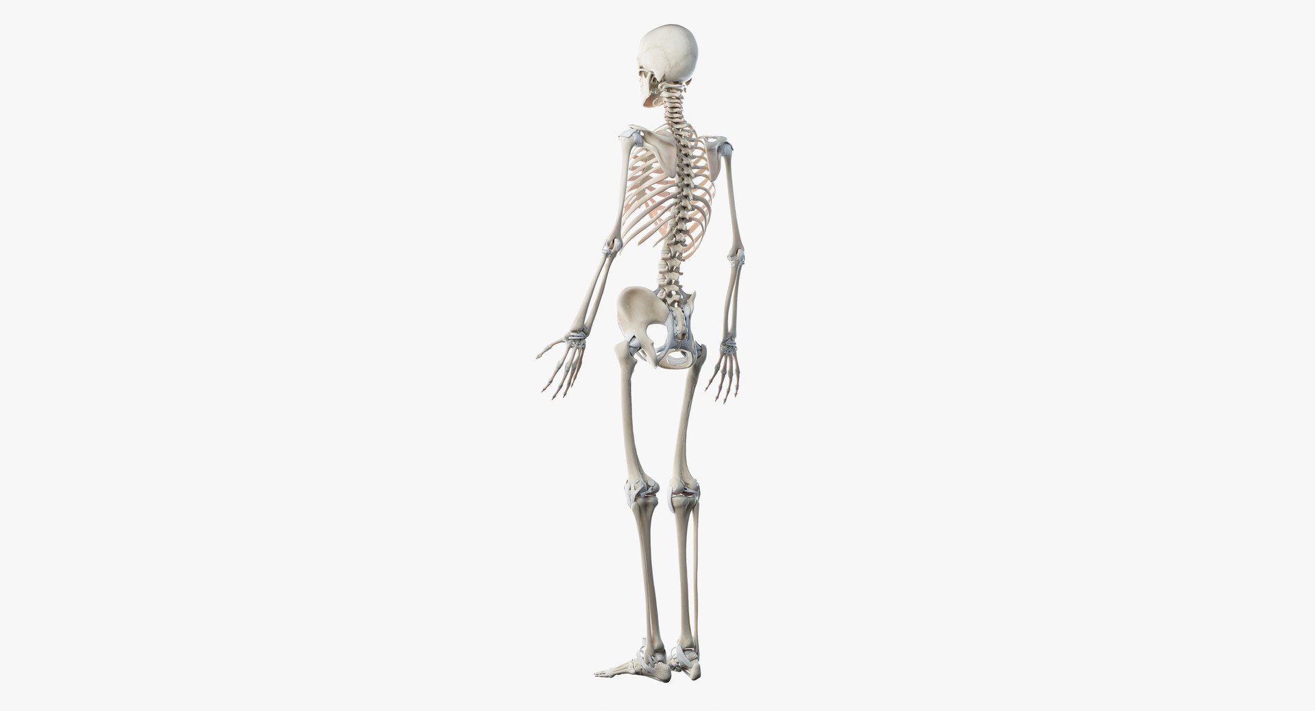 skin elder male skeleton 3D model https://p.turbosquid.com/ts-thumb/eo/cpWlED/QFyZ0Kis/skeleton07/png/1566474527/1920x1080/fit_q87/699244db7f805fe7d045187733ed1e9b1edd7644/skeleton07.jpg