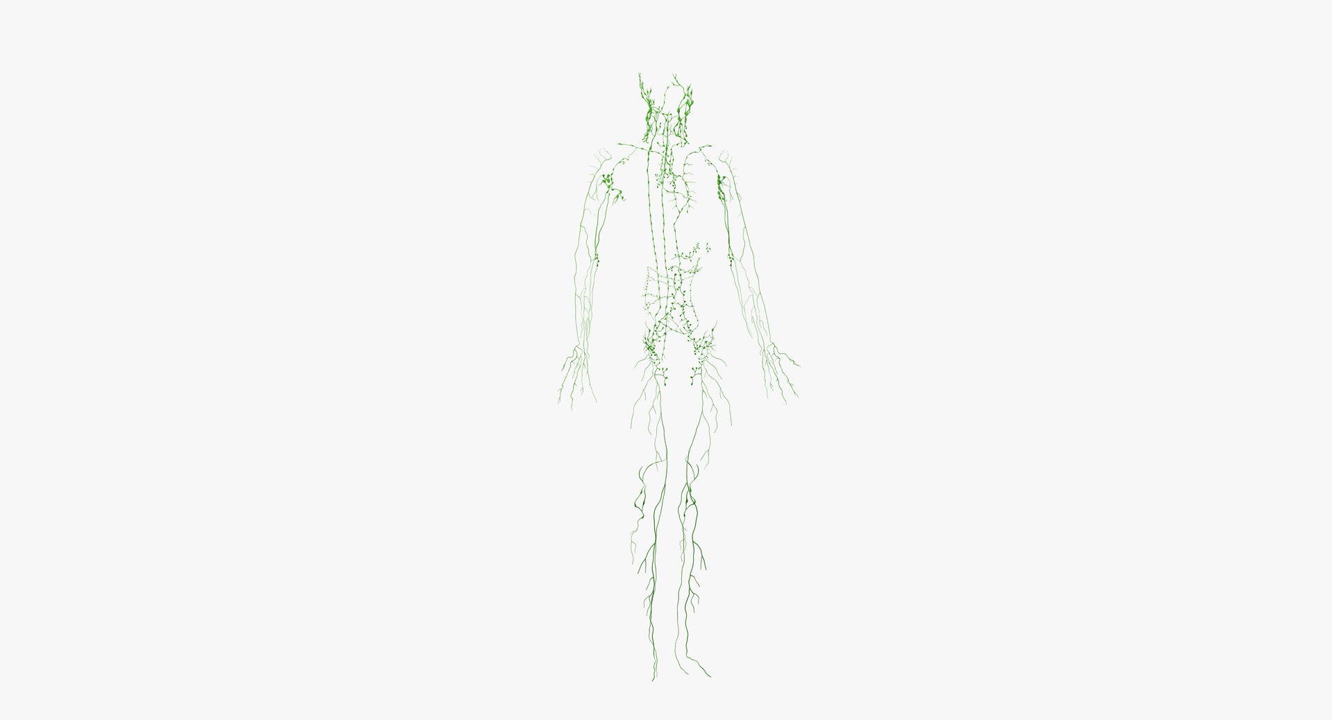 skin elder male skeleton 3D model https://p.turbosquid.com/ts-thumb/eo/cpWlED/SMi9CUa8/anatomy_lymph01/png/1566474420/1920x1080/fit_q87/eddf73432ce8629f44a44ef9a71d8389c6d3bee8/anatomy_lymph01.jpg