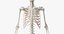 Elder Male Skin, Skeleton And Lymphatic System Rigged