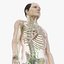 Elder Male Skin, Skeleton And Lymphatic System Rigged