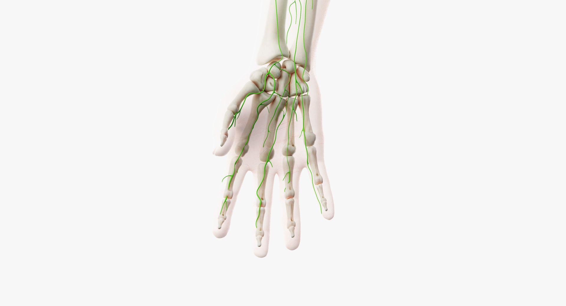 skin elder male skeleton 3D model https://p.turbosquid.com/ts-thumb/eo/cpWlED/nxk7f7Tu/lymphatic10/png/1566474420/1920x1080/fit_q87/80c8f398a54cc84f53184bdee4d143fcd484a58f/lymphatic10.jpg