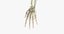Elder Male Skin, Skeleton And Lymphatic System Rigged