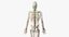 Elder Male Skin, Skeleton And Lymphatic System Rigged