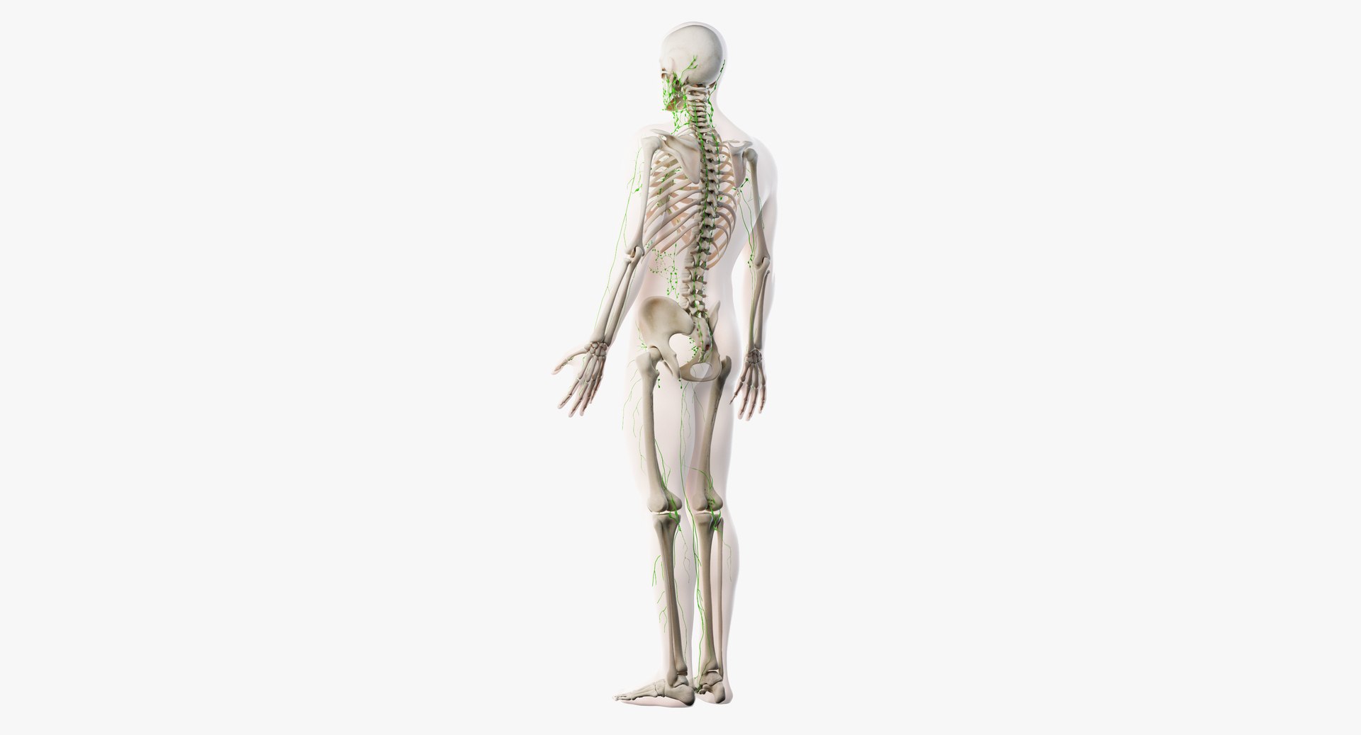 skin elder male skeleton 3D model https://p.turbosquid.com/ts-thumb/eo/cpWlED/wZNi49CI/lymphatic07/png/1566474420/1920x1080/fit_q87/27f3c068d80b69b4c9da5f11f6219f733fc4b3be/lymphatic07.jpg