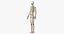 Elder Male Skin, Skeleton And Lymphatic System Rigged