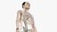 Elder Male Skin, Skeleton And Lymphatic System Rigged