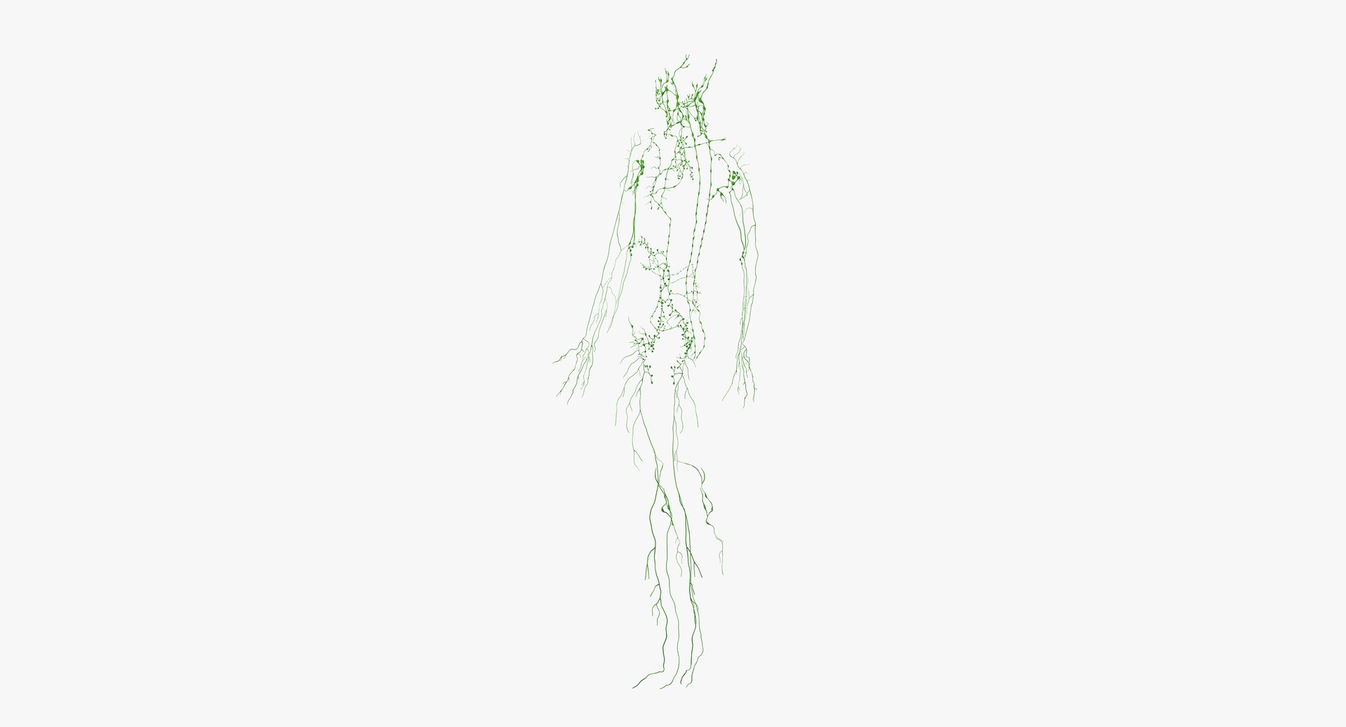 skin elder male skeleton 3D model https://p.turbosquid.com/ts-thumb/eo/cpWlED/zP895lzy/anatomy_lymph03/png/1566474420/1920x1080/fit_q87/0d06b007717e5bbaa0d0dc7a1318eb38d2079d7b/anatomy_lymph03.jpg