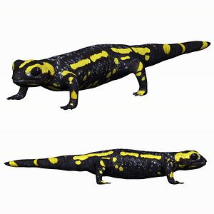 Fire Salamander
