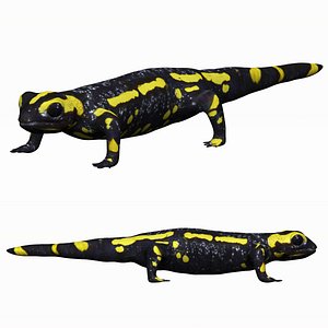 Fire Salamander