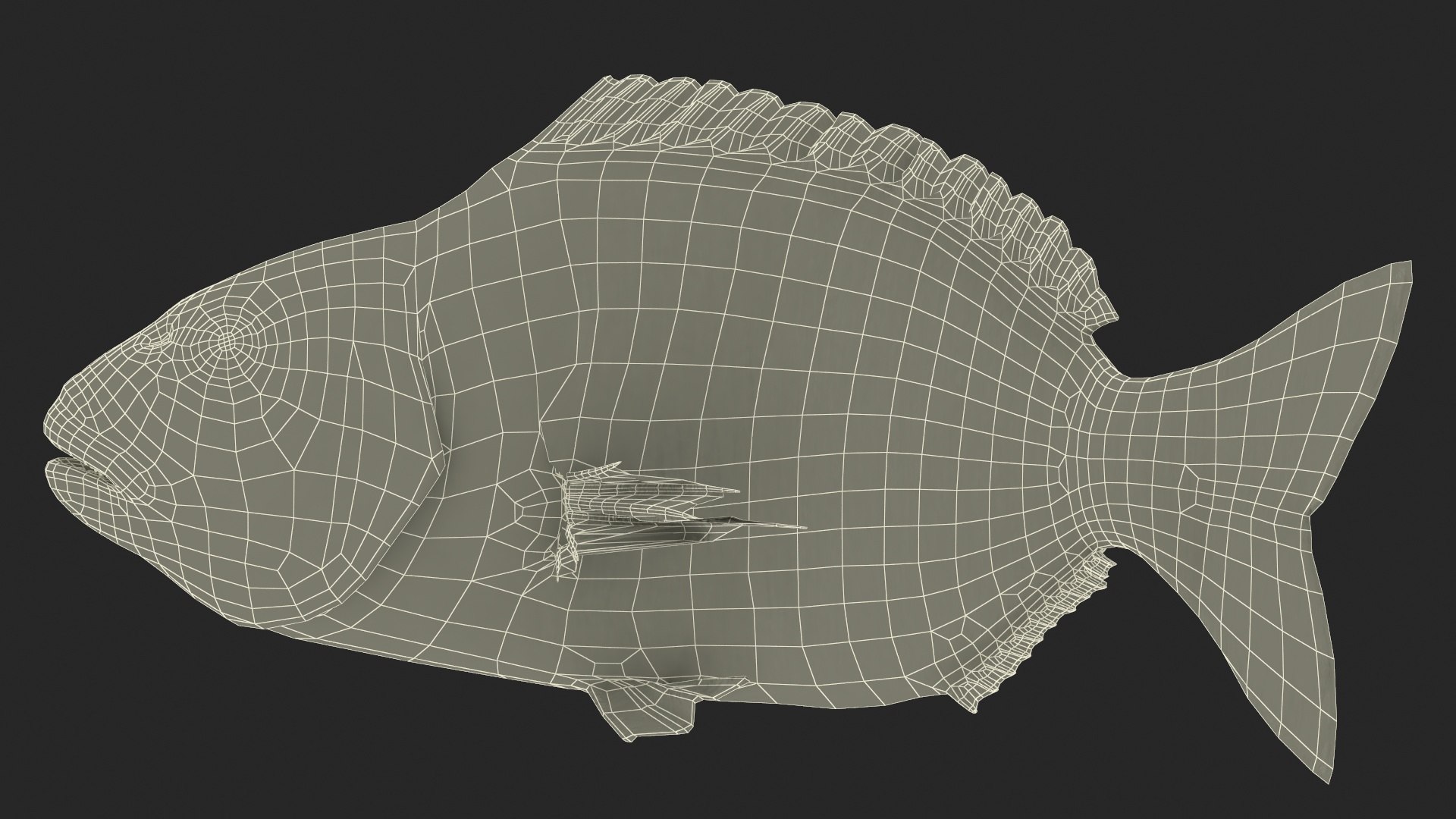 Gilthead Bream Fish Rigged for Cinema 4D model - TurboSquid 2177990