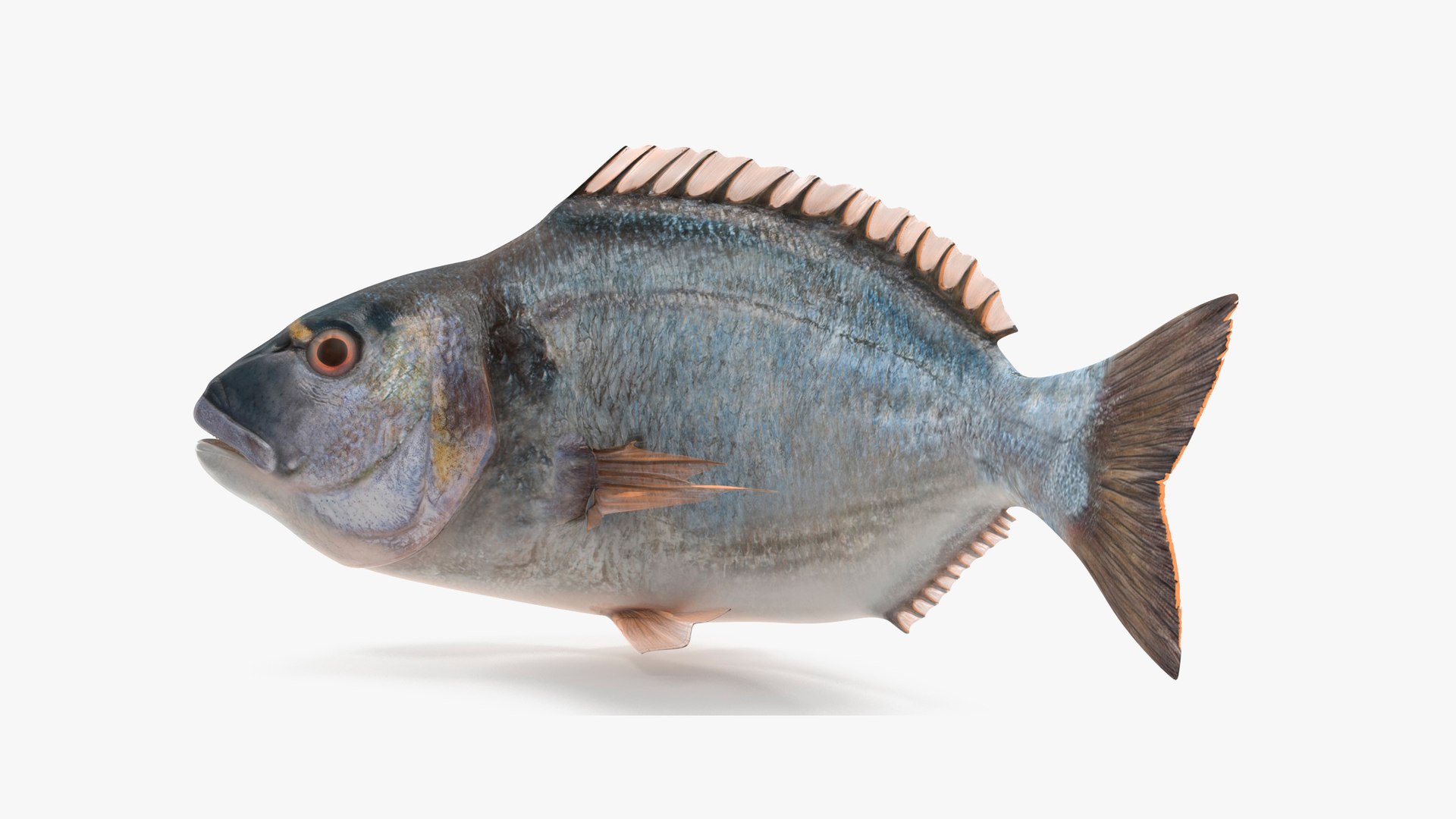 Gilthead Bream Fish Rigged for Cinema 4D 3D model preview