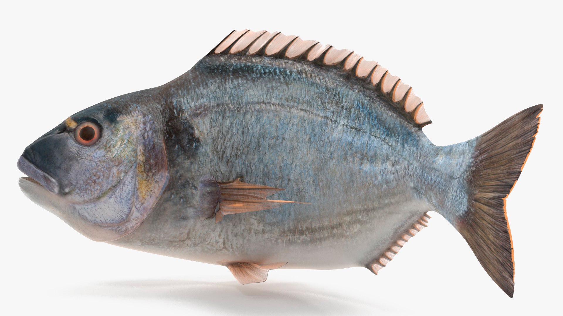 Gilthead Bream Fish Rigged for Cinema 4D model - TurboSquid 2177990