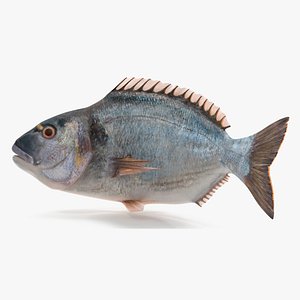 Gilthead Bream Fish Rigged for Cinema 4D model